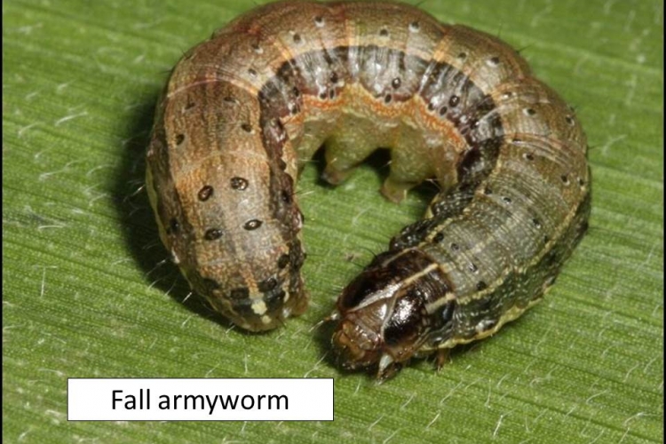Blog | Fall Armyworm (Spodoptera frugiperda): Invasive species found in  Karnataka